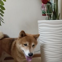 Подробнее об объявлении «Найдена собака кобель сиба-ину Москва» Фото: найдена собака  «Найдена собака кобель сиба-ину Москва» в г. Москва