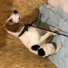 Подробнее об объявлении «Боровск Найдена собака эстонская гончая» Фото: найдена собака Гончая «Боровск Найдена собака эстонская гончая» в г. Боровск