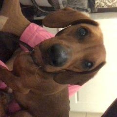 Подробнее об объявлении «Найдена собака такса, девочка Якутск» Фото: найдена собака Такса «Найдена собака такса, девочка Якутск» в г. Якутск