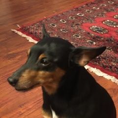 Подробнее об объявлении «Найдена собака кобель Москва» Фото: найдена собака Цвергпинчер (Карликовый пинчер) «Найдена собака кобель Москва» в г. Москва