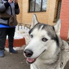 Подробнее об объявлении «Красногорск Найдена собака срочно» Фото: найдена собака Сибирская хаски «Красногорск Найдена собака срочно» в г. Красногорск