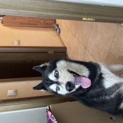 Подробнее об объявлении «Найдена собака водный стадион, хаски, девочка Москва» Фото: найдена собака  «Найдена собака водный стадион, хаски, девочка...» в г. Москва