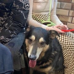 Подробнее об объявлении «Санкт-Петербург Найдена собака» Фото: найдена собака  «Санкт-Петербург Найдена собака» в г. Санкт-Петербург