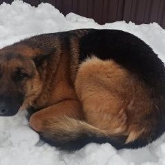 Картинка найдена собака В городе Пушкино найден сабакен. Пушкино