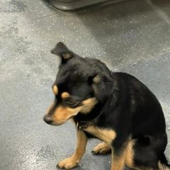 Подробнее об объявлении «Найдена собака ошейник, черно-рыжая. Москва» Фото: найдена собака  «Найдена собака ошейник, черно-рыжая. Москва» в г. Москва