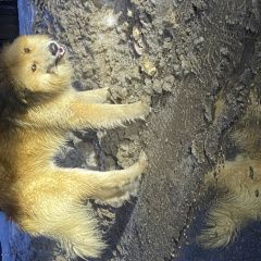 Подробнее об объявлении «Мытищи Найдена собака кобель крупный беспородный пёс (кобель)» Фото: найдена собака  «Мытищи Найдена собака кобель крупный...» в г. Мытищи