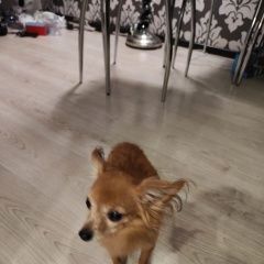 Подробнее об объявлении «Санкт-Петербург Найдена собака кобель на ул. новостроек, видимо испу» Фото: найдена собака  «Санкт-Петербург Найдена собака кобель на ул....» в г. Санкт-Петербург