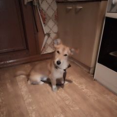 Подробнее об объявлении «Найдена собака кобель Кунгур» Фото: найдена собака  «Найдена собака кобель Кунгур» в г. Кунгур