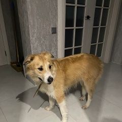 Подробнее об объявлении «Найдена собака кобель п.первомайкое. Москва» Фото: найдена собака  «Найдена собака кобель п.первомайкое. Москва» в г. Москва