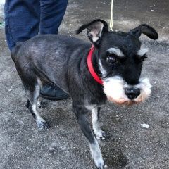 Подробнее об объявлении «Найдена собака породы цвергшнауцер, район теплый стан Москва» Фото: найдена собака Цвергшнауцер «Найдена собака породы цвергшнауцер, район...» в г. Москва