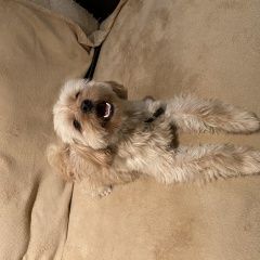 Подробнее об объявлении «Найдена собака кобель Москва» Фото: найдена собака  «Найдена собака кобель Москва» в г. Москва