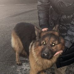 Подробнее об объявлении «Найдена собака кобель овчарка кобель в районе з Москва» Фото: найдена собака  «Найдена собака кобель овчарка кобель в районе з...» в г. Москва