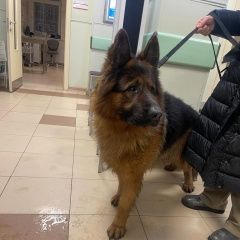 Подробнее об объявлении «Найдена собака кобель овчарка Москва» Фото: найдена собака  «Найдена собака кобель овчарка Москва» в г. Москва