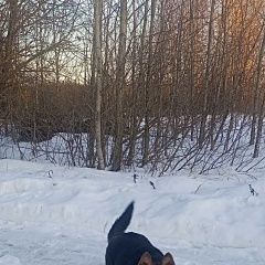 Подробнее об объявлении «Найдена собака кобель Кимры» Фото: найдена собака Анатолийская овчарка «Найдена собака кобель Кимры» в г. Кимры