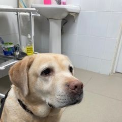 Подробнее об объявлении «Найдена собака Москва» Фото: найдена собака Лабрадор ретривер «Найдена собака Москва» в г. Москва