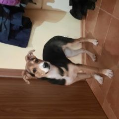 Подробнее об объявлении «Санкт-Петербург Найдена собака» Фото: найдена собака  «Санкт-Петербург Найдена собака» в г. Санкт-Петербург