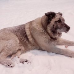 Подробнее об объявлении «Санкт-Петербург Найдена собака кобель» Фото: найдена собака  «Санкт-Петербург Найдена собака кобель» в г. Санкт-Петербург