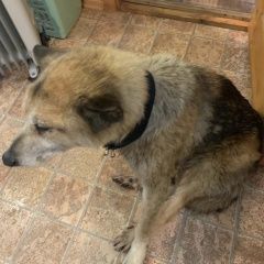 Подробнее об объявлении «Ржев Найдена собака кобель ищет хозяина и грустит» Фото: найдена собака  «Ржев Найдена собака кобель ищет хозяина и грустит» в г. Ржев