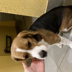 Подробнее об объявлении «Черноголовка Найдена собака похожа на бигля, девочка в наморднике» Фото: найдена собака  «Черноголовка Найдена собака похожа на бигля,...» в г. Черноголовка