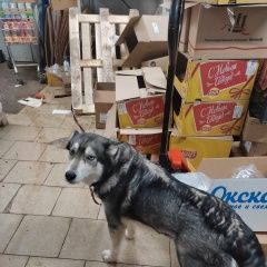 Подробнее об объявлении «Найдена собака ищет хозяев Москва» Фото: найдена собака  «Найдена собака ищет хозяев Москва» в г. Москва