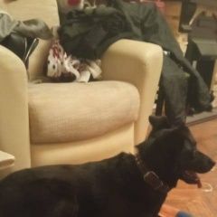 Подробнее об объявлении «Найдена собака Москва» Фото: найдена собака  «Найдена собака Москва» в г. Москва