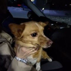 Подробнее об объявлении «Омск Найдена собака» Фото: найдена собака  «Омск Найдена собака» в г. Омск