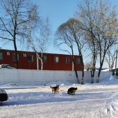 Подробнее об объявлении «Найдена собака кто потерял собаку? Малаховка» Фото: найдена собака  «Найдена собака кто потерял собаку? Малаховка» в г. Малаховка