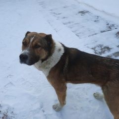 Подробнее об объявлении «Найдена собака кобель Иркутск» Фото: найдена собака Муди «Найдена собака кобель Иркутск» в г. Иркутск