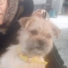 Подробнее об объявлении «Липецк Найдена собака кобель желтый ошейник с бабочкой» Фото: найдена собака  «Липецк Найдена собака кобель желтый ошейник с...» в г. Липецк