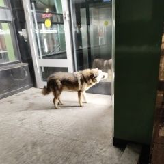 Подробнее об объявлении «Найдена собака Москва» Фото: найдена собака  «Найдена собака Москва» в г. Москва