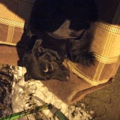 Подробнее об объявлении «Найдена собака Малаховка» Фото: найдена собака  «Найдена собака Малаховка» в г. Малаховка