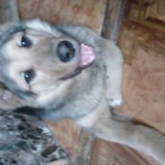 Подробнее об объявлении «Найдена собака кобель метис алабая. Москва» Фото: найдена собака Среднеазиатская овчарка «Найдена собака кобель метис алабая. Москва» в г. Москва