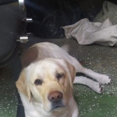 Подробнее об объявлении «Найдена собака кобель лабродор Иркутск» Фото: найдена собака Лабрадор ретривер «Найдена собака кобель лабродор Иркутск» в г. Иркутск