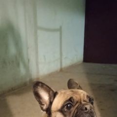 Подробнее об объявлении «Липецк Найдена собака» Фото: найдена собака Французский бульдог «Липецк Найдена собака» в г. Липецк