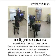 Подробнее об объявлении «Ростов-на-Дону Найдена собака» Фото: найдена собака  «Ростов-на-Дону Найдена собака» в г. Ростов-на-Дону