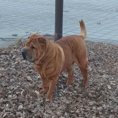 Подробнее об объявлении «Найдена собака Армавир» Фото: найдена собака  «Найдена собака Армавир» в г. Армавир