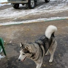 Подробнее об объявлении «Найдена собака кобель хаски Томилино» Фото: найдена собака Сибирская хаски «Найдена собака кобель хаски Томилино» в г. Томилино