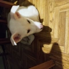 Подробнее об объявлении «Найдена собака Москва» Фото: найдена собака  «Найдена собака Москва» в г. Москва