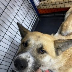 Подробнее об объявлении «Найдена собака девочка, в ошейнике розовом Анапа» Фото: найдена собака  «Найдена собака девочка, в ошейнике розовом Анапа» в г. Анапа