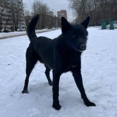 Подробнее об объявлении «Найдена собака кобель. люблино Москва» Фото: найдена собака  «Найдена собака кобель. люблино Москва» в г. Москва