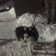 Подробнее об объявлении «Ржев Найдена собака кобель пёс, на ул. разина. ищем хозяина.» Фото: найдена собака  «Ржев Найдена собака кобель пёс, на ул. разина....» в г. Ржев