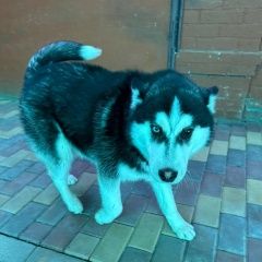 Подробнее об объявлении «Найдена собака породы хаски Армавир» Фото: найдена собака Сибирская хаски «Найдена собака породы хаски Армавир» в г. Армавир