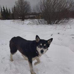 Картинка найдена собака В городе Лакинск обнаружена собачушка. Лакинск
