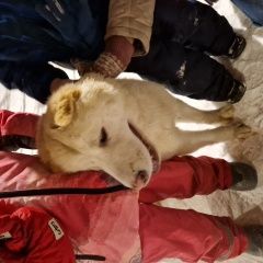 Подробнее об объявлении «Найдена собака Москва» Фото: найдена собака  «Найдена собака Москва» в г. Москва