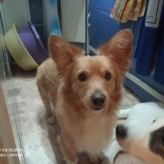 Подробнее об объявлении «Новоуральск Найдена собака кобель» Фото: найдена собака Вельш корги «Новоуральск Найдена собака кобель» в г. Новоуральск