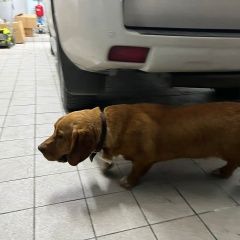 Подробнее об объявлении «Найдена собака кобель новороссиск Новороссийск» Фото: найдена собака  «Найдена собака кобель новороссиск Новороссийск» в г. Новороссийск