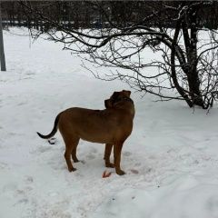 Подробнее об объявлении «Найдена собака девочка, похожа на стафа Москва» Фото: найдена собака  «Найдена собака девочка, похожа на стафа Москва» в г. Москва