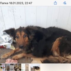 Картинка найдена собака В городе Красноярск обнаружена сабачка. Красноярск