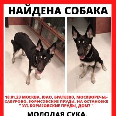 Подробнее об объявлении «Найдена собака метис овчарки с хвостиком лайки Москва» Фото: найдена собака  «Найдена собака метис овчарки с хвостиком лайки...» в г. Москва