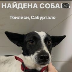 Картинка найдена собака В городе Тбилиси обнаружена собака. Тбилиси